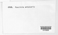 Puccinia annularis image